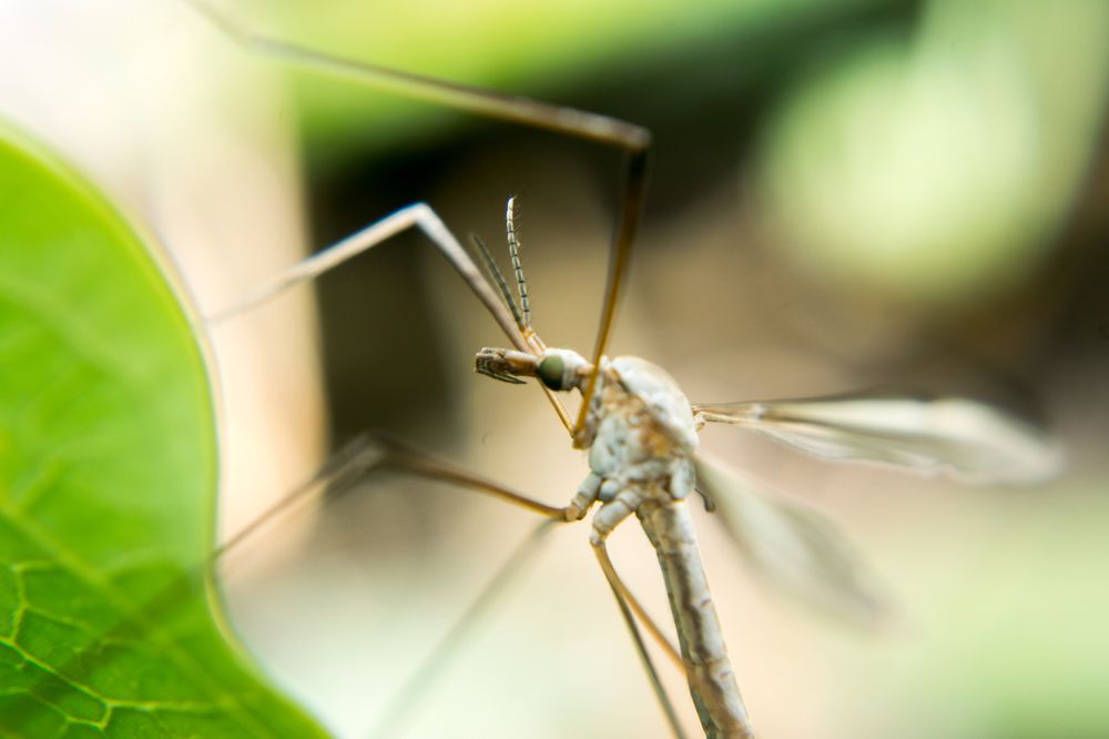 Фотография автора Jose Marcos Carvajal Tarazona