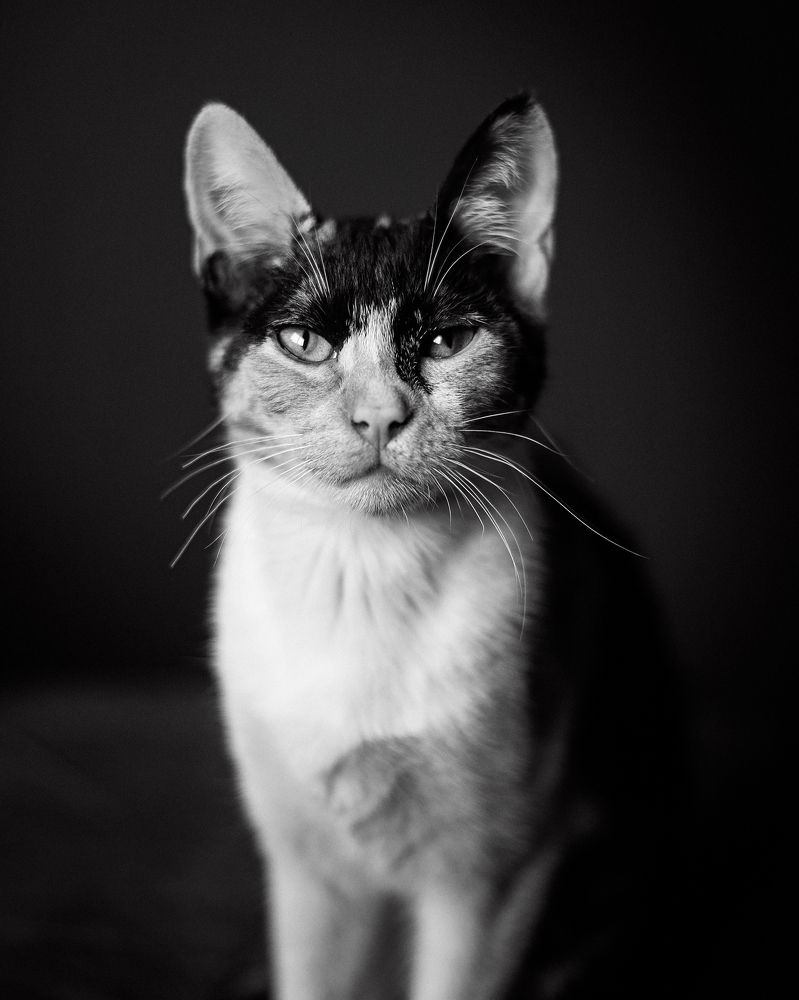 Фотография автора Iris Karina