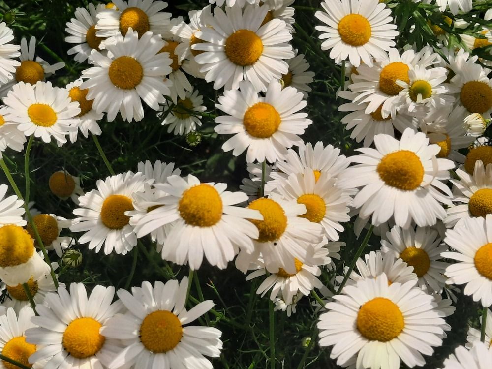 Photograph by Ирина Петракович