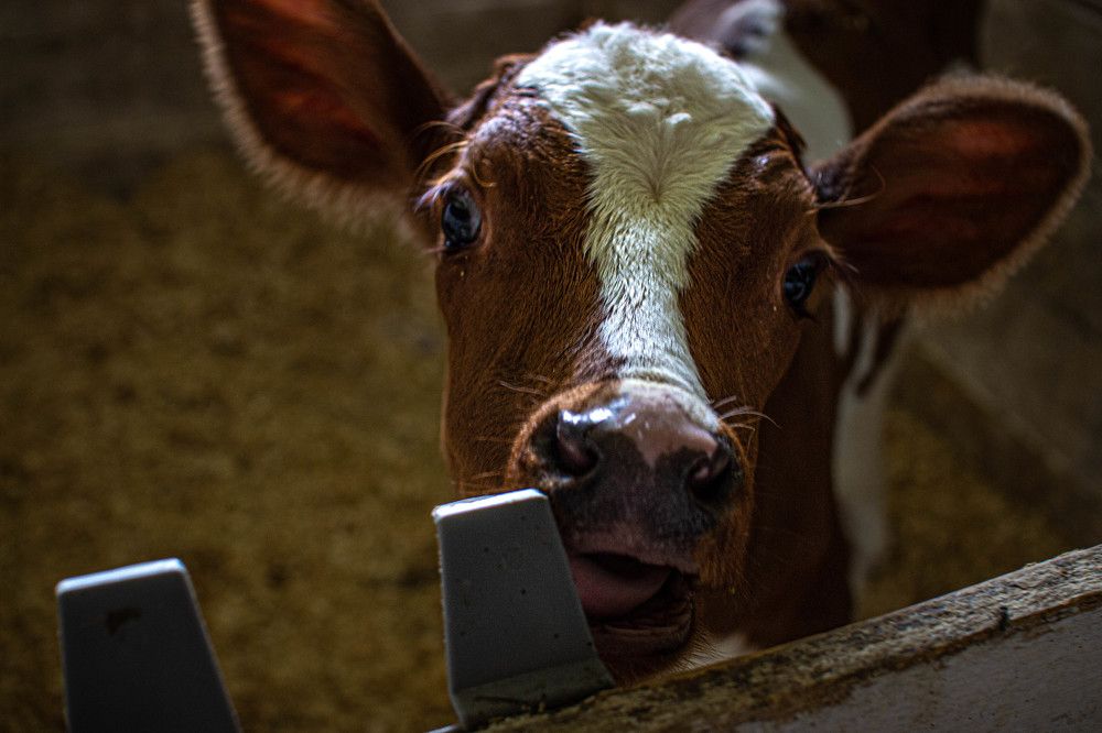 Фотография автора Ирина Гриценко