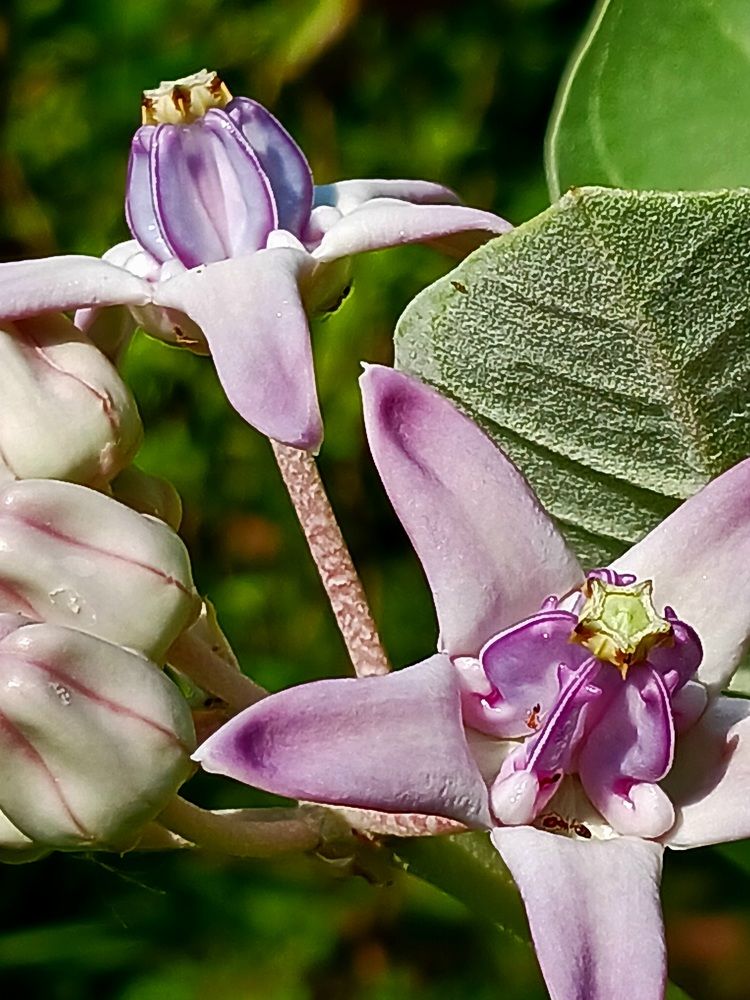 A CLOSEUP OF DATURA FLOWER