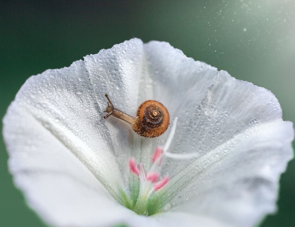 На белом покрывале