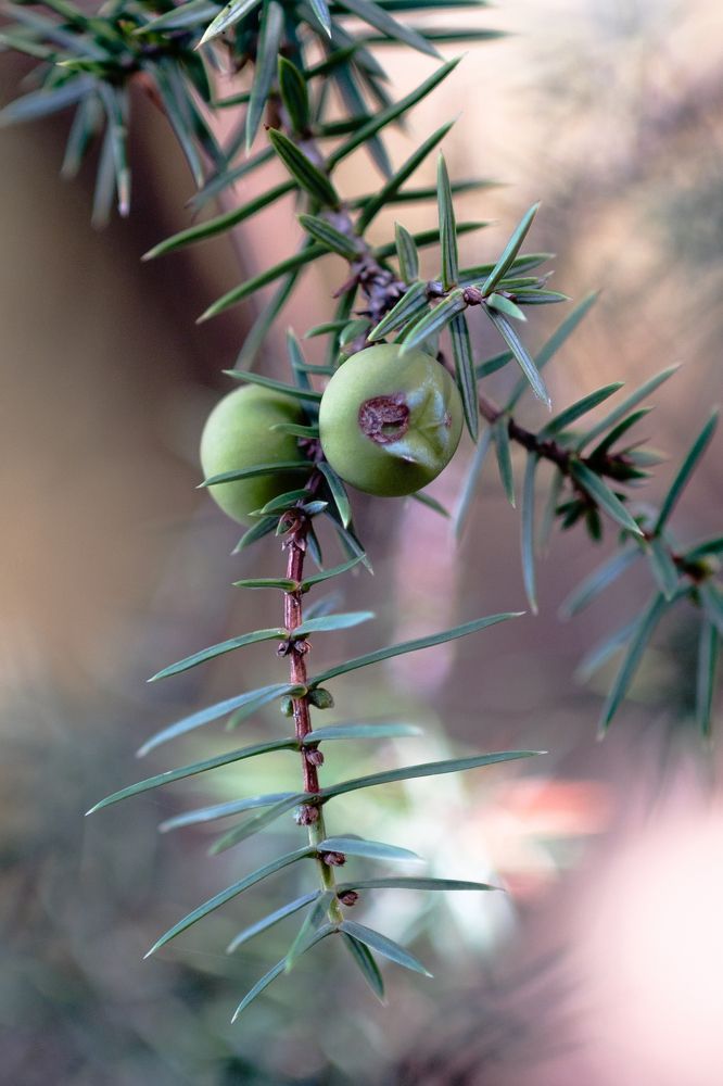 Photograph by Tatiana Teit Ash