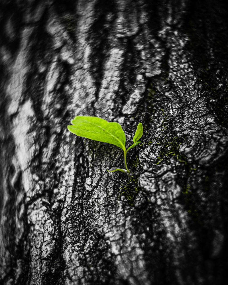 Photograph by Kostantin Belonogov