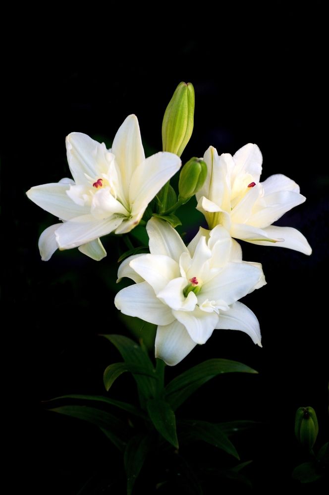 Photograph by Михаил Семёнов