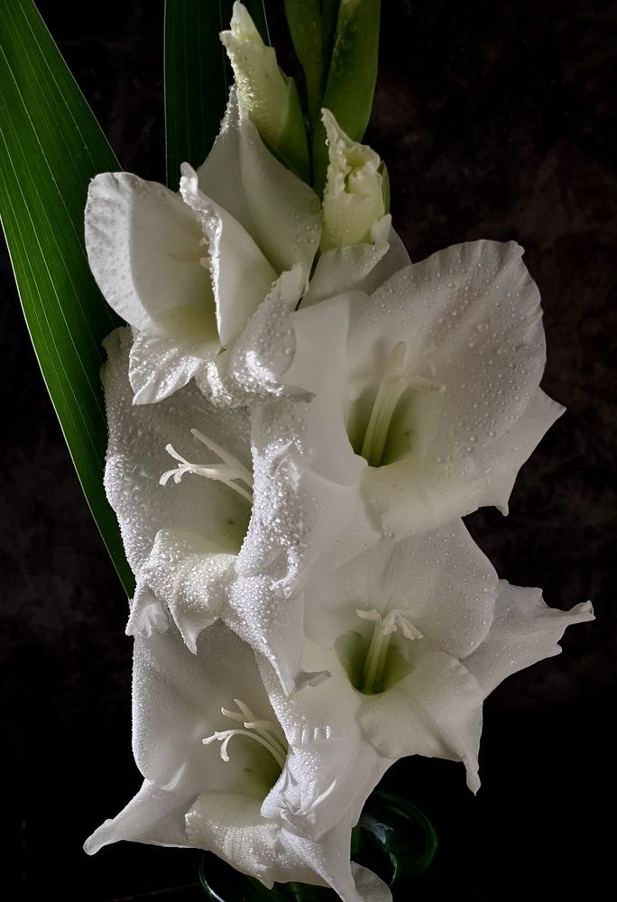 Фотография автора Evgeniya Ivanova