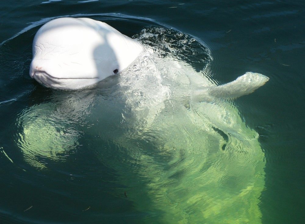 Whale, White porpoise,  Дельфин-Белуха, Белый кит, полярный дельфин  позирует )))