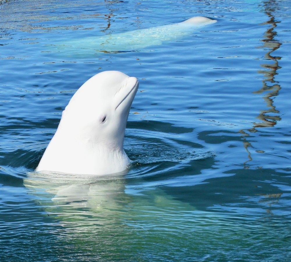 Белый кит, полярный дельфин, Белуха