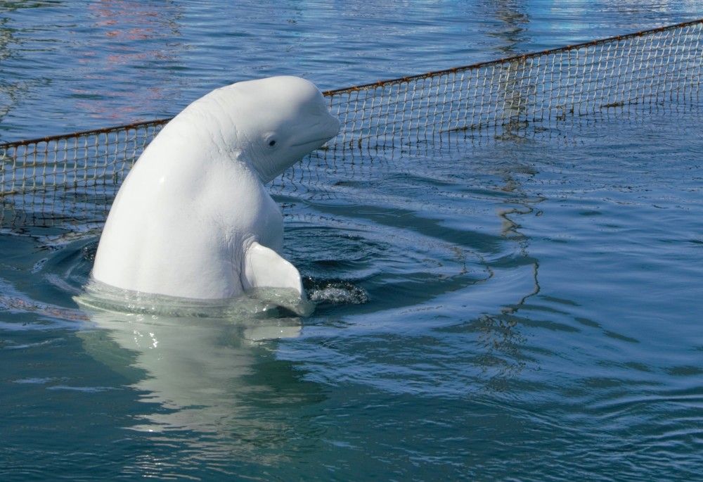 Белый кит, полярный дельфин, Белуха