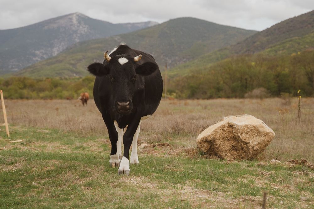 Photograph by Alexander Popov