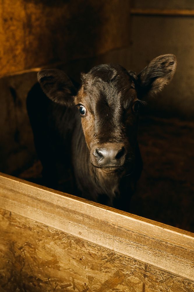 Photograph by Ольга Носкова