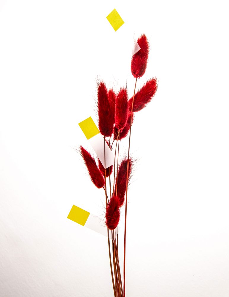 Фотография автора София Птица