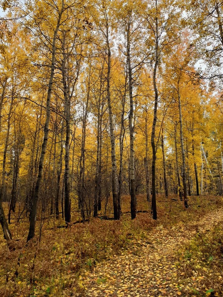 Photograph by Ирина Пичугина