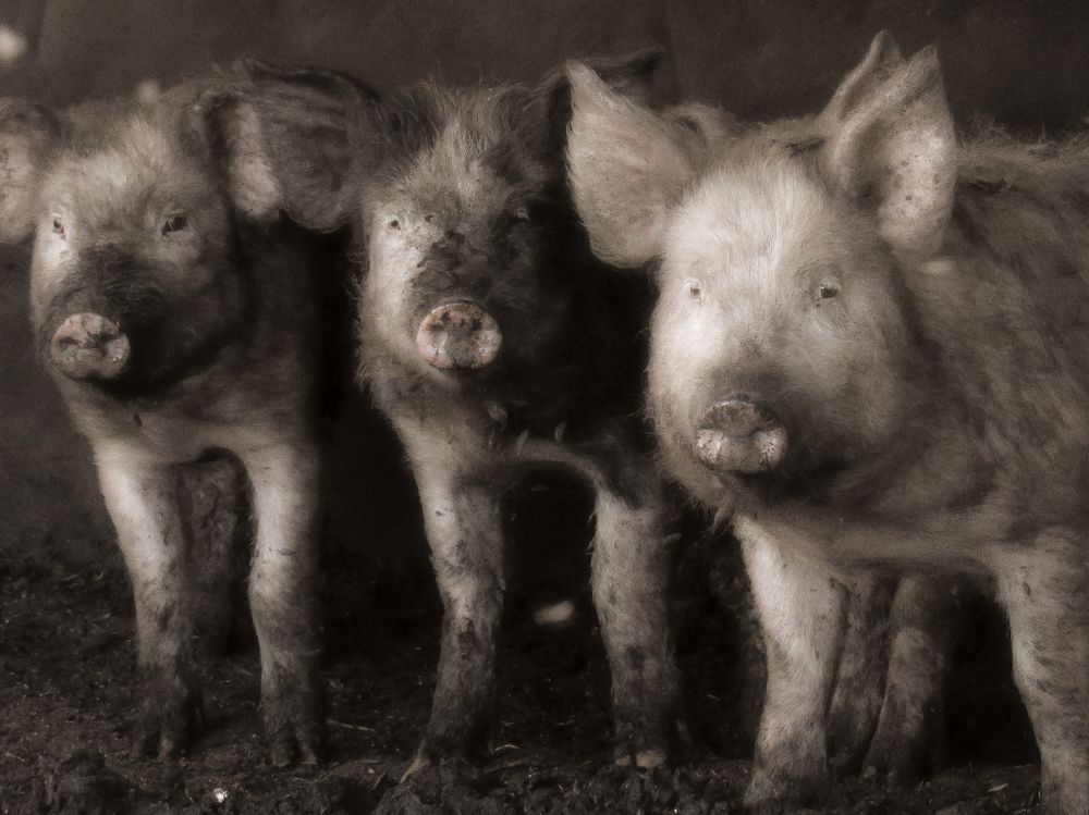 Photograph by Виктор Карпухин