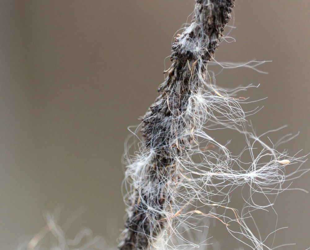 Былая красота