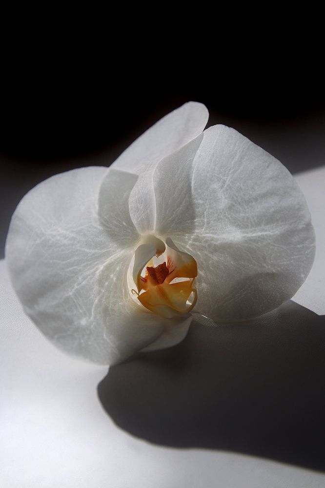 Фотография автора Наталья Боярина