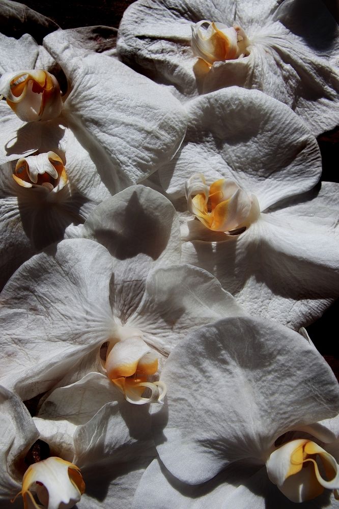 Фотография автора Наталья Боярина