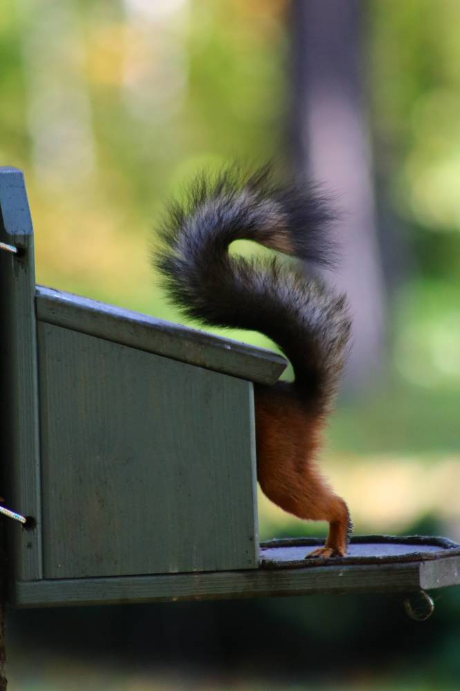 Photograph by Светлана Шуткова