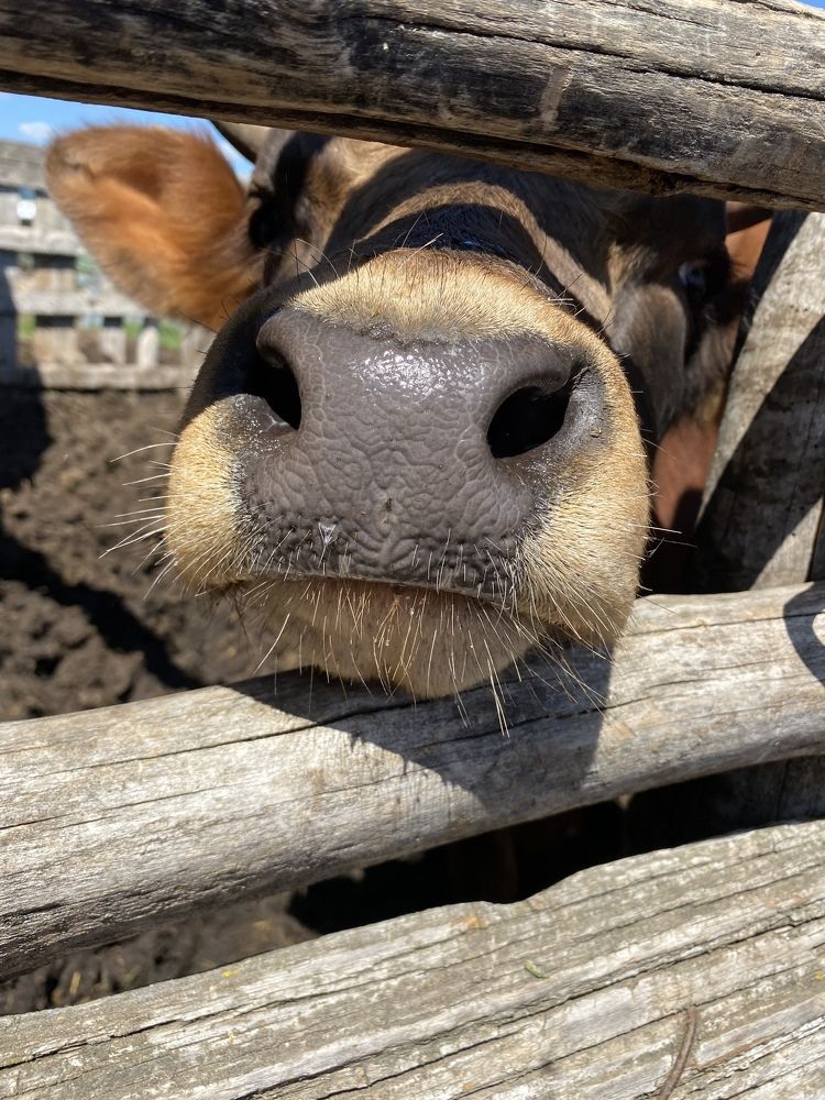 Photograph by Aлександра Чаплыгина