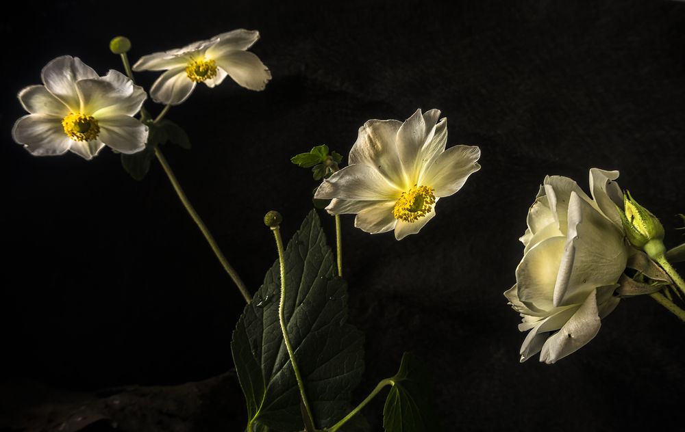 Фотография автора Milena Ivanova