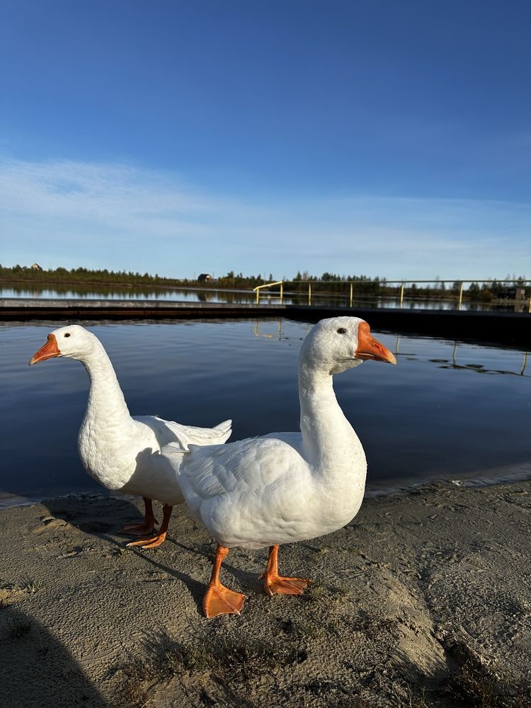 Фотография автора Яврова Татьяна