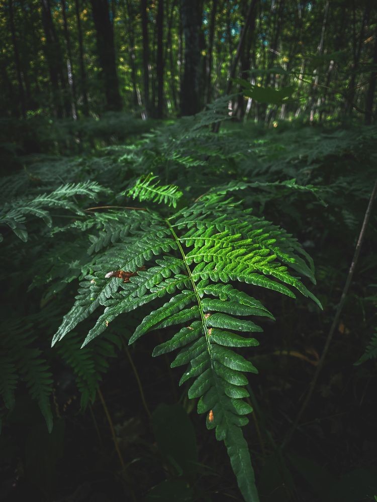 Photograph by Aлександра Чаплыгина