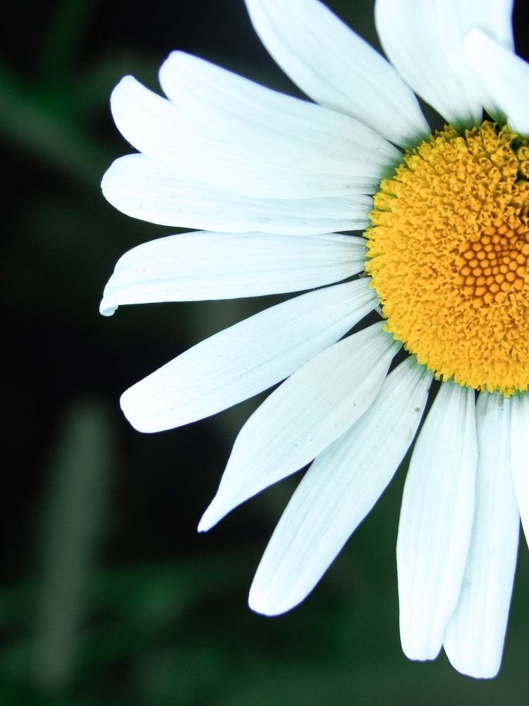 Photograph by Aлександра Чаплыгина