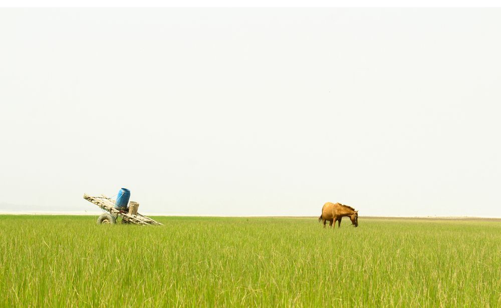 Photograph by MD. Imon