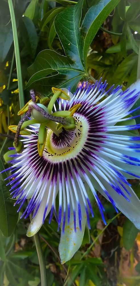 Photograph by INNA KHOMENKO