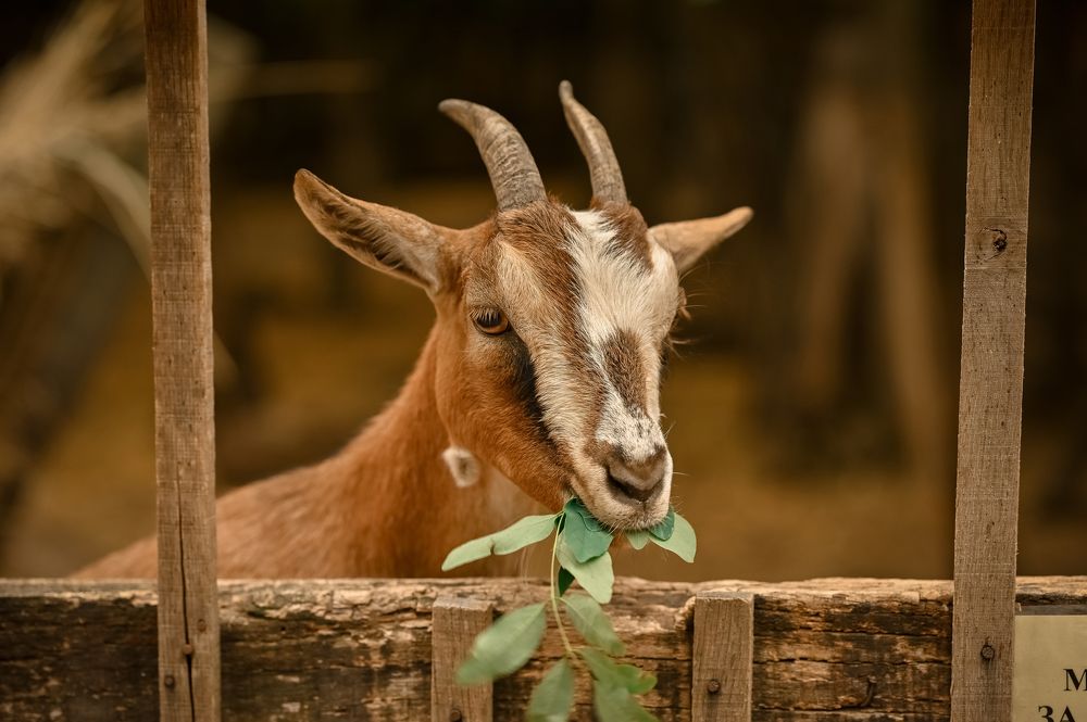 Photograph by Наталья Гришаева