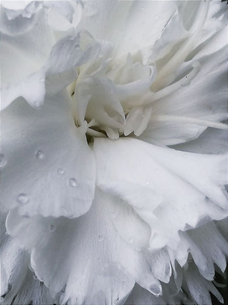 Photograph by Galina Novichkova