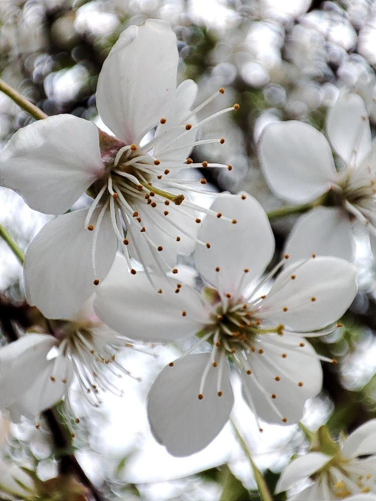 Photograph by Galina Novichkova