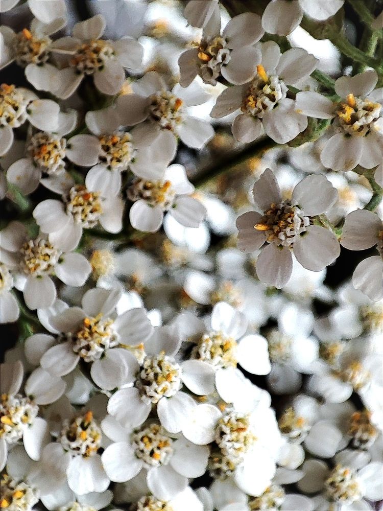 Photograph by Galina Novichkova