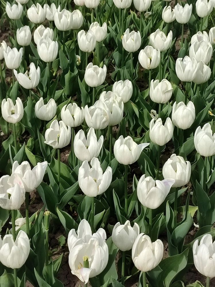 Photograph by Galina Novichkova