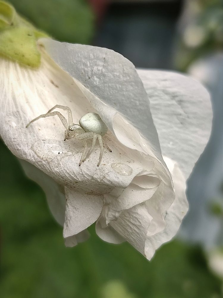 Photograph by Galina Novichkova