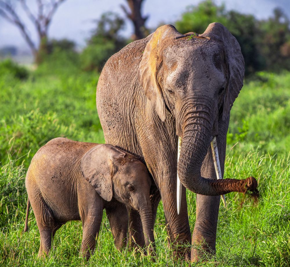 Photograph by Krishna Behera (KRUSHNA)