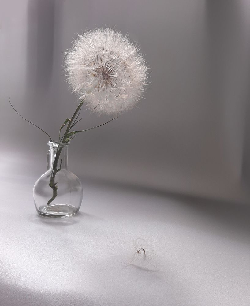 Семечко козлобородника