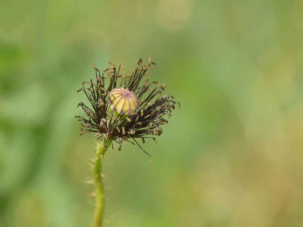 Фотография автора Marius Forgaciu