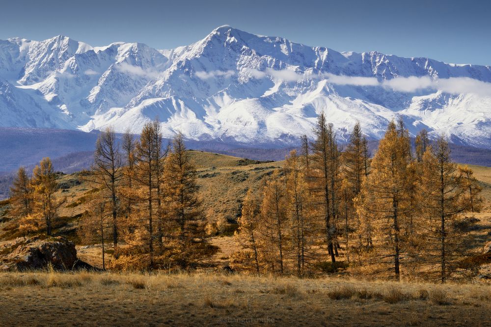 Догорающий пожар алтайских лиственниц