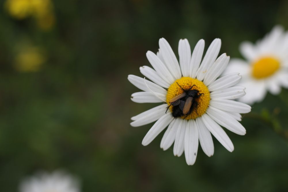Photograph by Мария Мостипака