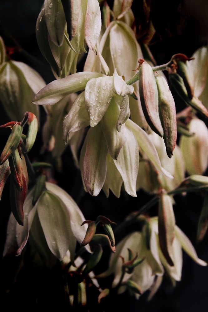 Фотография автора Наталья Боярина