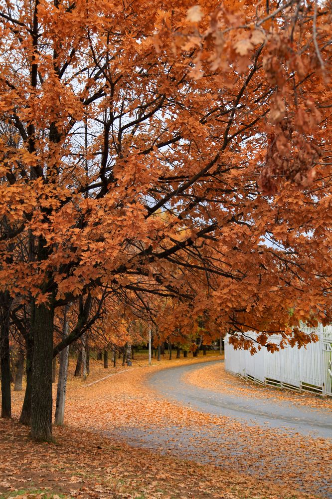 Фотография автора Елена Субботина