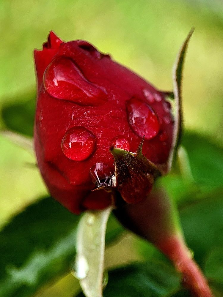 Photograph by Луиза Перегарова