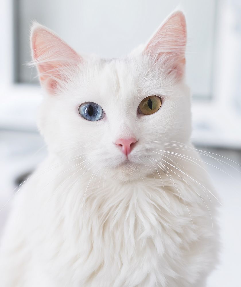 Photograph by Татьяна Гузева