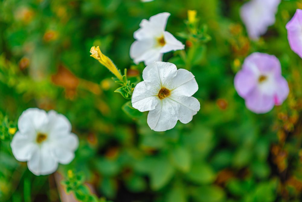 Photograph by Татьяна Биргулиева