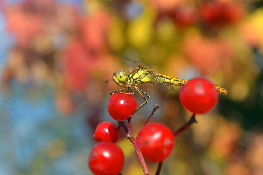 Photograph by Ксения Лебедева
