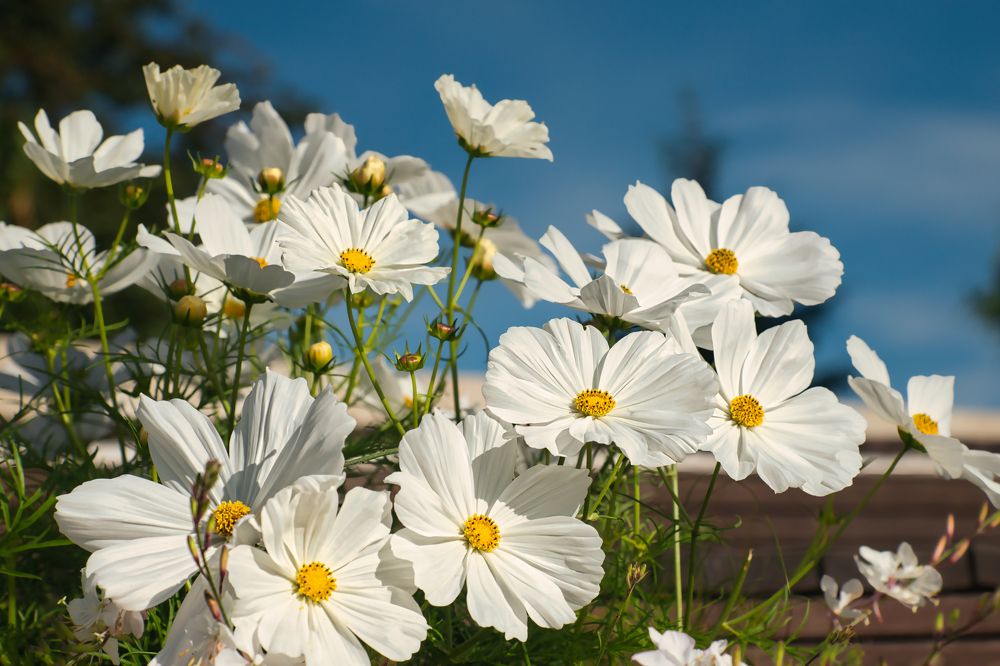 Photograph by Albina Kulikova