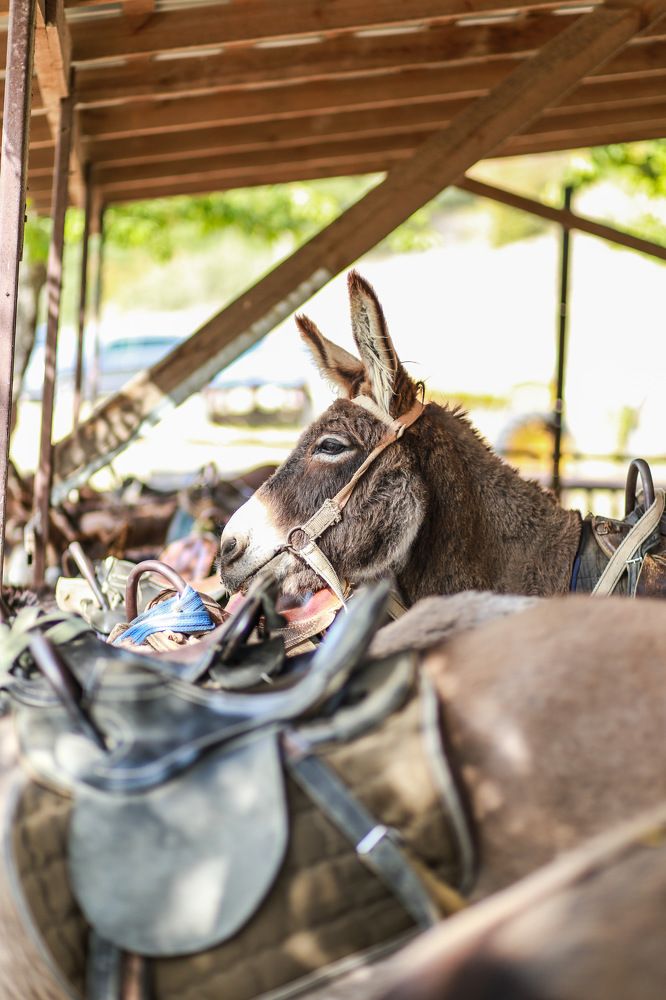 Фотография автора Юлия Жукова