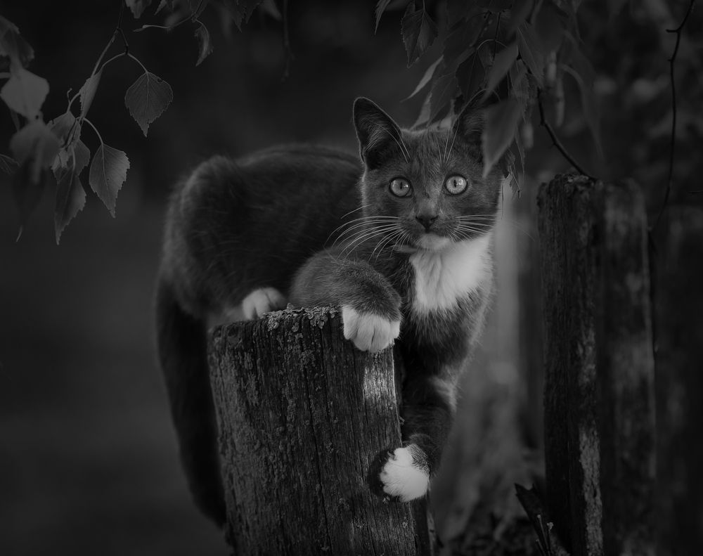 Photograph by Александр Гвоздь