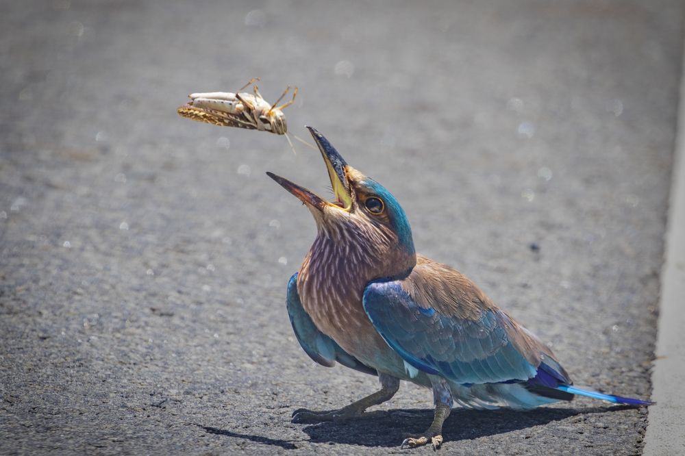 Photograph by Rajeev Amaratunga